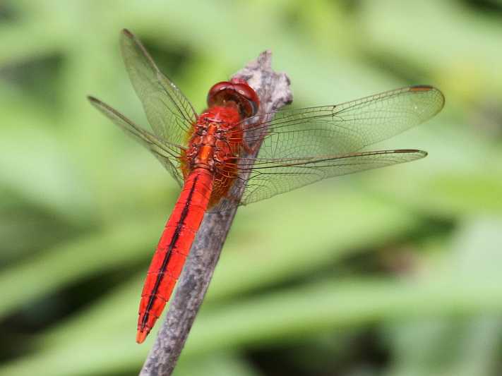 J01_1304 Crocothemis servilia male.JPG